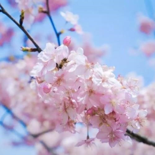 彼此暗恋的头像-鱼见海资源网-免费PHP网站源码模板,插件软件网创AI智能体资源分享平台！