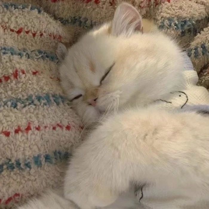 Forever霉女Forever衰哥的头像-鱼见海资源网-免费PHP网站源码模板,插件软件网创AI智能体资源分享平台！