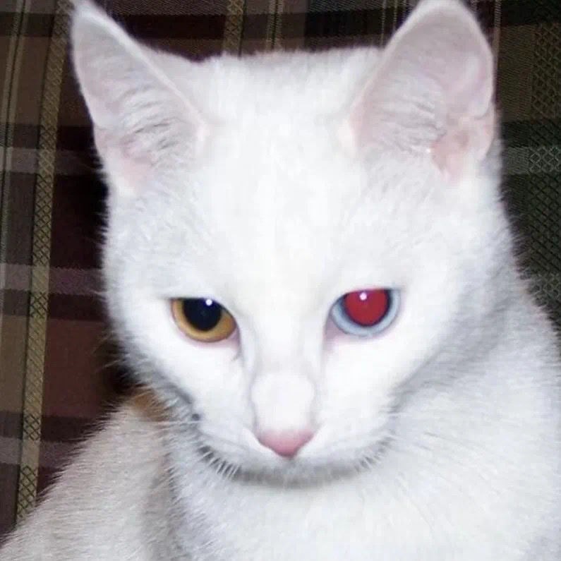 良心真凉心的头像-鱼见海资源网-免费PHP网站源码模板,插件软件网创AI智能体资源分享平台！