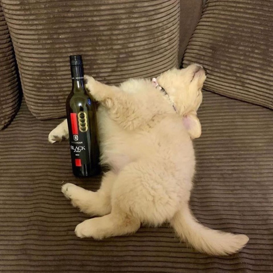 花无百日红人与狗不同的头像-鱼见海资源网-免费PHP网站源码模板,插件软件网创AI智能体资源分享平台！