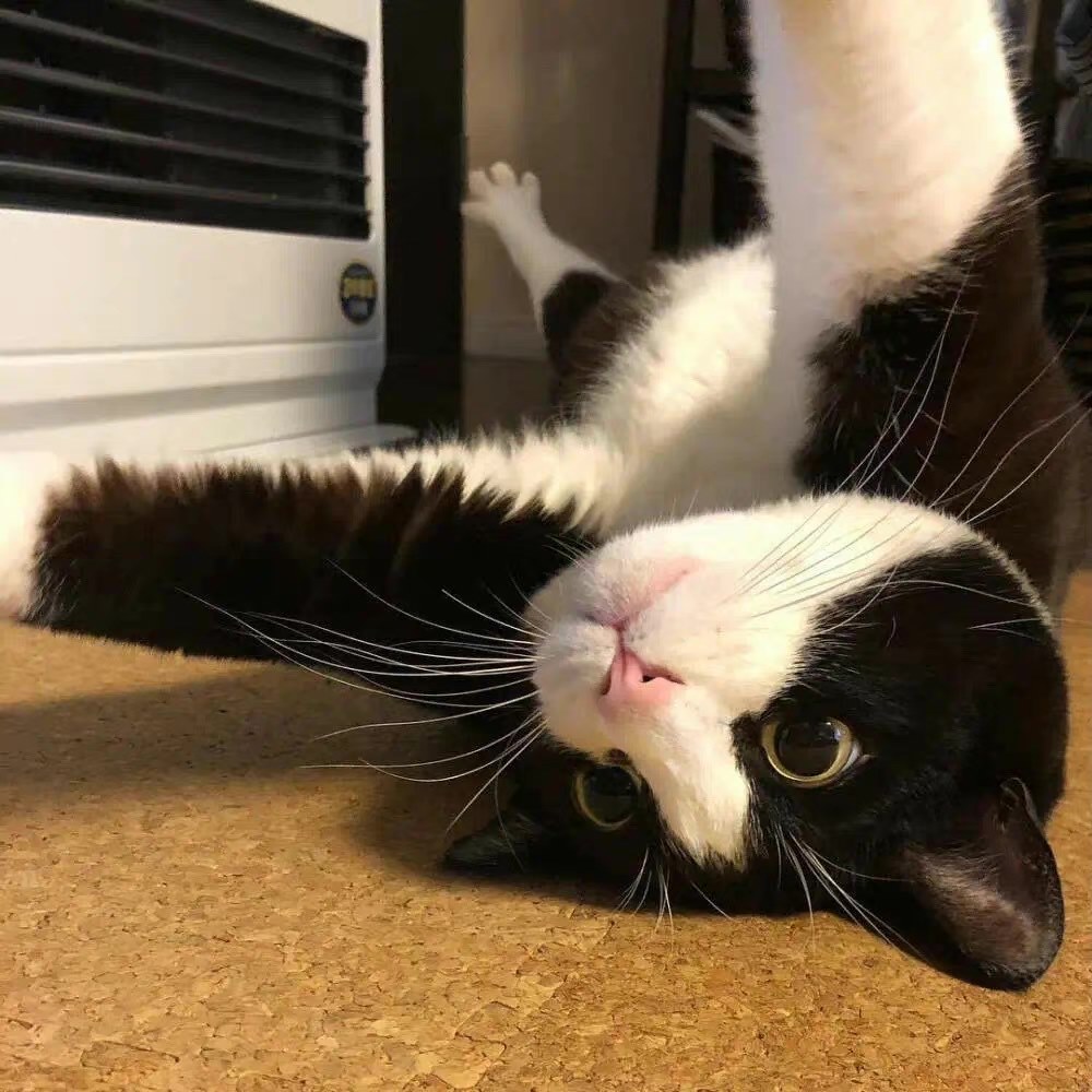 虚伪的眼泪是毒药的头像-鱼见海资源网-免费PHP网站源码模板,插件软件网创AI智能体资源分享平台！